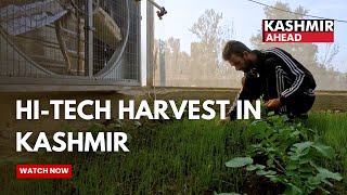 Vegetable Hi Tech farming brings prosperity in Kashmir