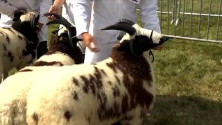 Defaid Jacob - Oen Hwrdd | Jacob Sheep - Shearling Ram