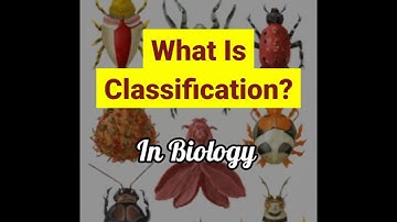 What is Classification? | Classification in biology | Quick Learn