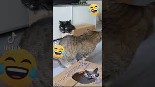 Funny and funny animals. CATS AND DOGS 2022