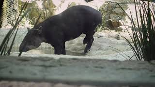 A Tapir Walking towards the Water | Beautiful Nature Short Video |4K UHD Video |