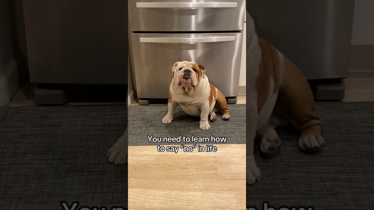 Learn To Say No 🙅 #shorts #englishbulldog #funny #pets #bulldog #no #dogshorts #dogs #cute #short