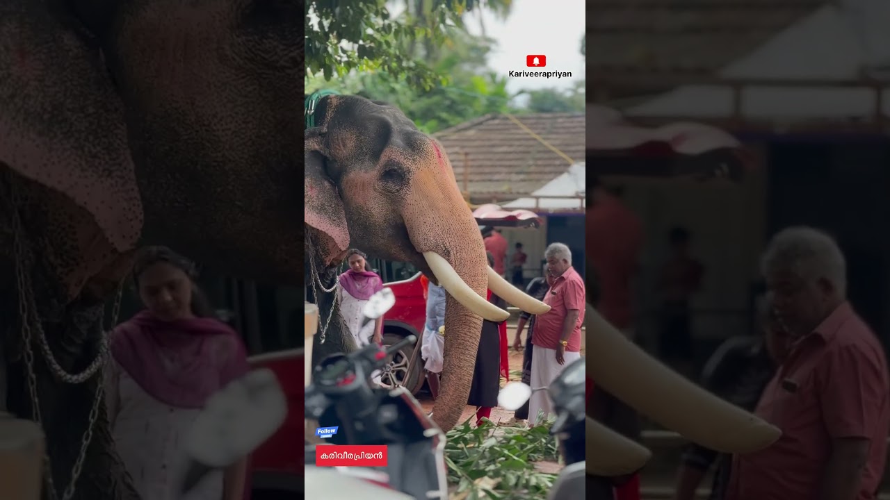 ഗോവിന്ദൻകുട്ടി ആനക്ക് പഴവും മുറുക്കുമായി ആളുകൾ!! #viralshort #viral #viralshorts