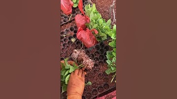 Hydrangea Seedlings preparation process #machine #trending #viralvideo #shorts