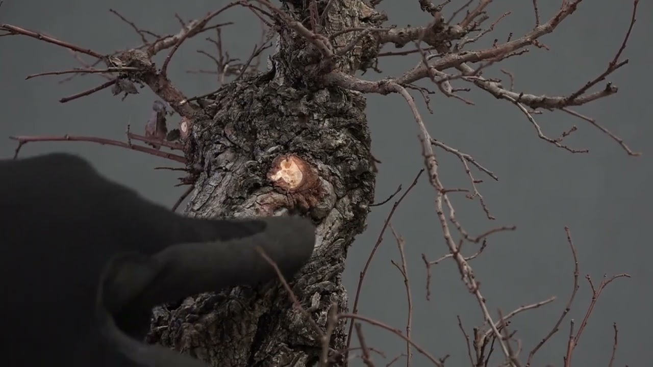 Выделка высококачественного вяза сорта Сейюэн, январь 2026 г.