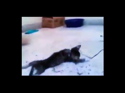 فيديو: القطة الوحشية تموت بسبب الطاعون في نيو مكسيكو