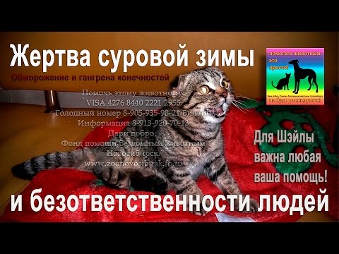 Котёнок жертва сорокаградусного мороза и ОХД конечностей pomogite jivotnomu