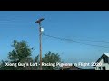 Racing pigeons  racing home on highway