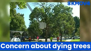 As more storms approach, concerns grow in neighborhoods with dying ash trees