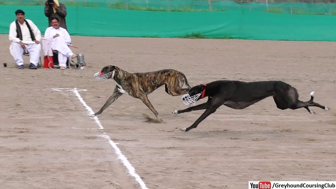 shikari dog racing in Punjab YouTube