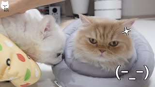 Today as always, dogs tease cats. by 나는 아재다 I'm AJE 12,710 views 3 years ago 4 minutes, 47 seconds
