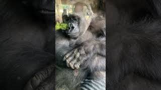 Congo Gorilla Forest Silverback Gorilla Ape Sitting The Bronx Zoom New York Nyc 2023