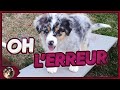 Lerreur  ne pas commettre lors de laccueil du chiot