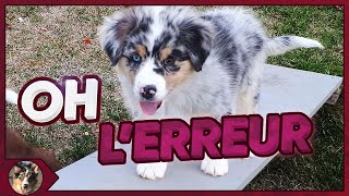 L'ERREUR À NE PAS COMMETTRE LORS DE L'ACCUEIL DU CHIOT