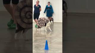 Border Collie Shows Off Her Slow Walk in Foam Snail Costume || ViralHog