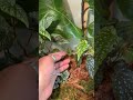 Begonia Terrarium Check-in 🌱