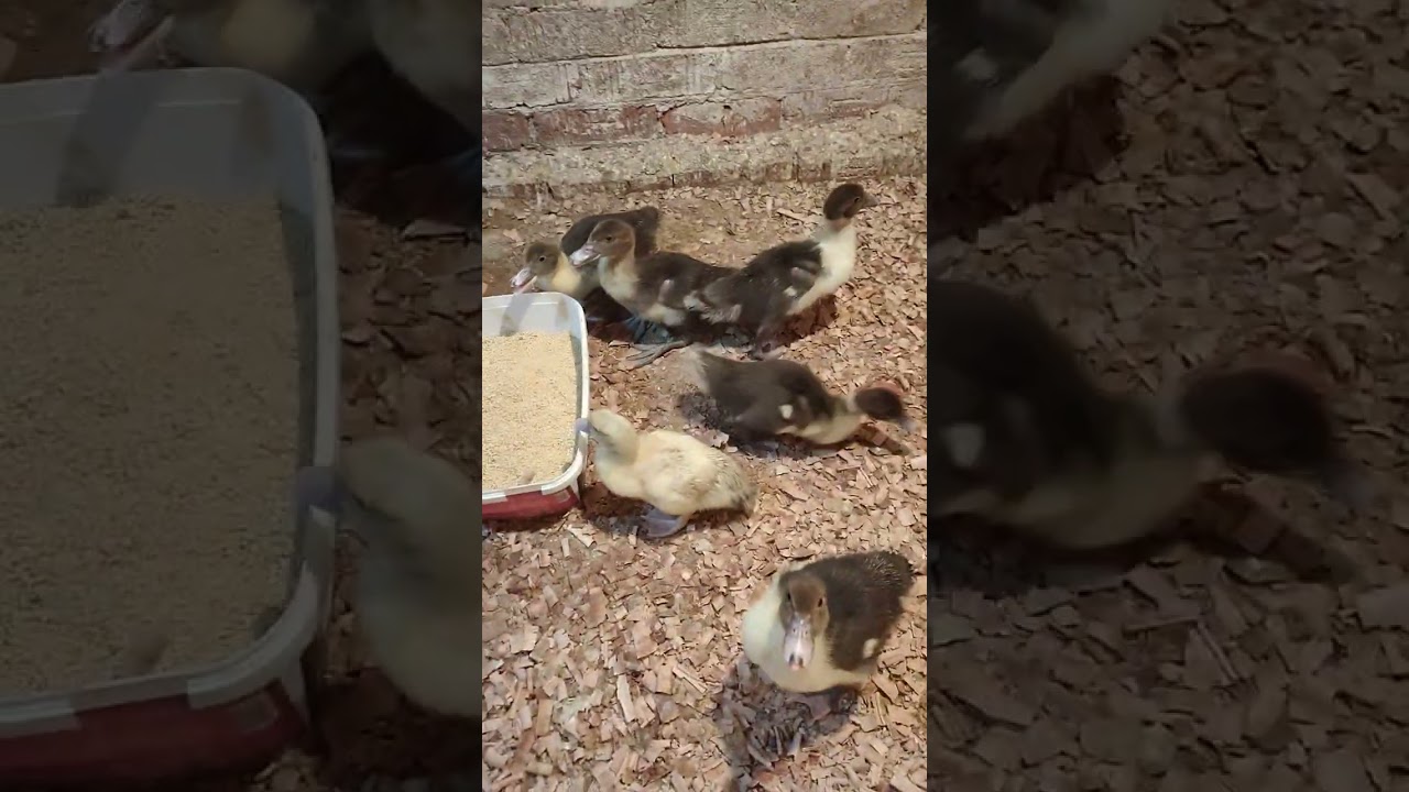 تربية البط المسكوفى عمر يوم 