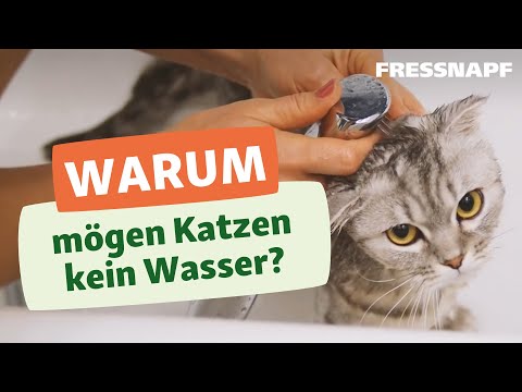 Video: Gibt Es Wirklich Katzen, Die Wasser Mögen?