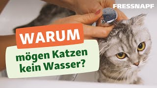 Warum haben Katze Angst vor Wasser?