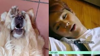 BTS As Animals Pt. 2| Animal Vine Compilation