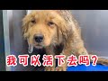 狗肉车救下的狗狗犬瘟爆发，巨大的压力已把刘丽累倒！