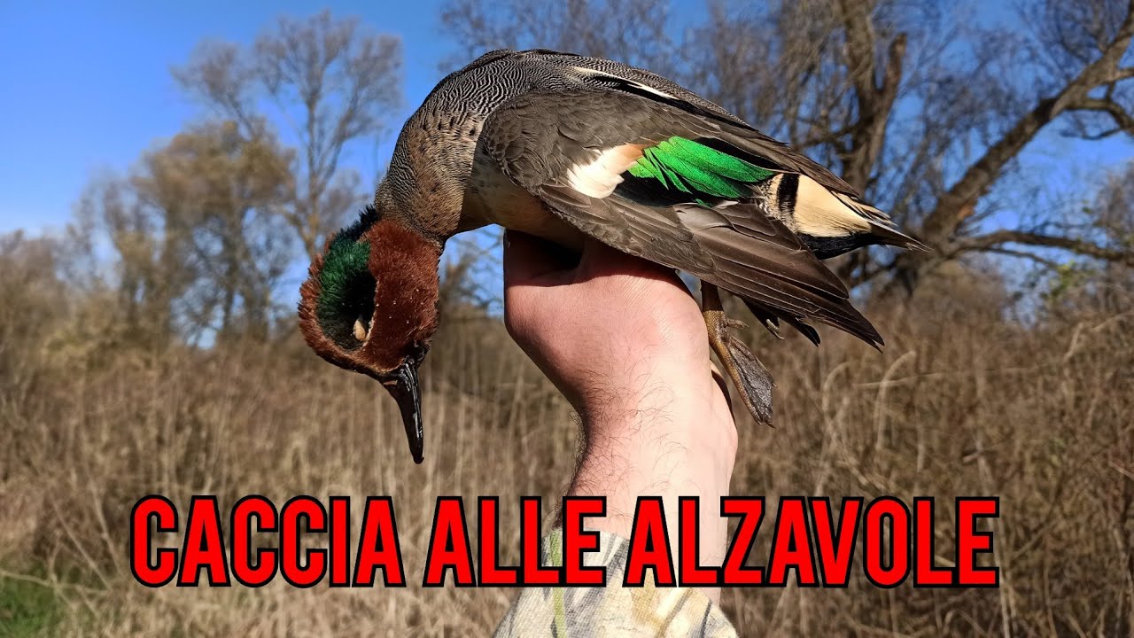 Caccia alle ALZAVOLE nei canali - TEALS hunting
