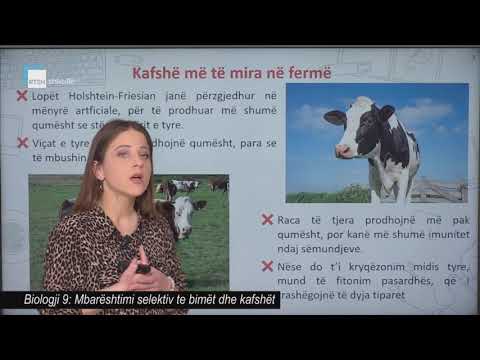 Video: Si Te Zgjidhni Nje Race