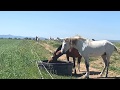 YEGUADA VICTORINO MARTÍN. PURA SANGRE LUSITANO. LOTES DE CUBRICIÓN