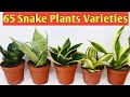 65 Rare Snake Plants Varieties / Sansevieria / Mother-in-law's Tongue