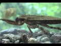 Giant Water Bug