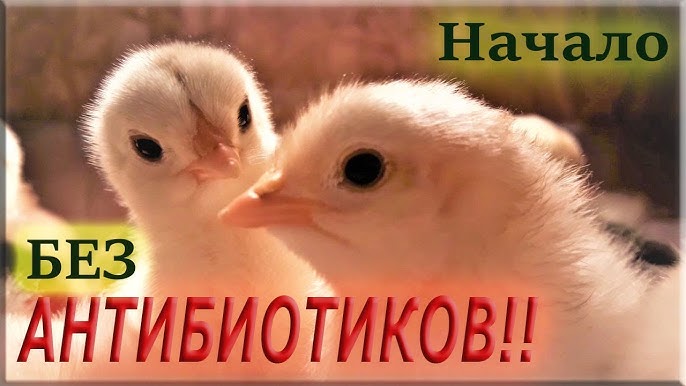 Бизнес-план птицефермы на кур по выращиванию птицы - План-Про Идея для бизнеса № 84: советы и расчеты для выгодного разведения бройлеров