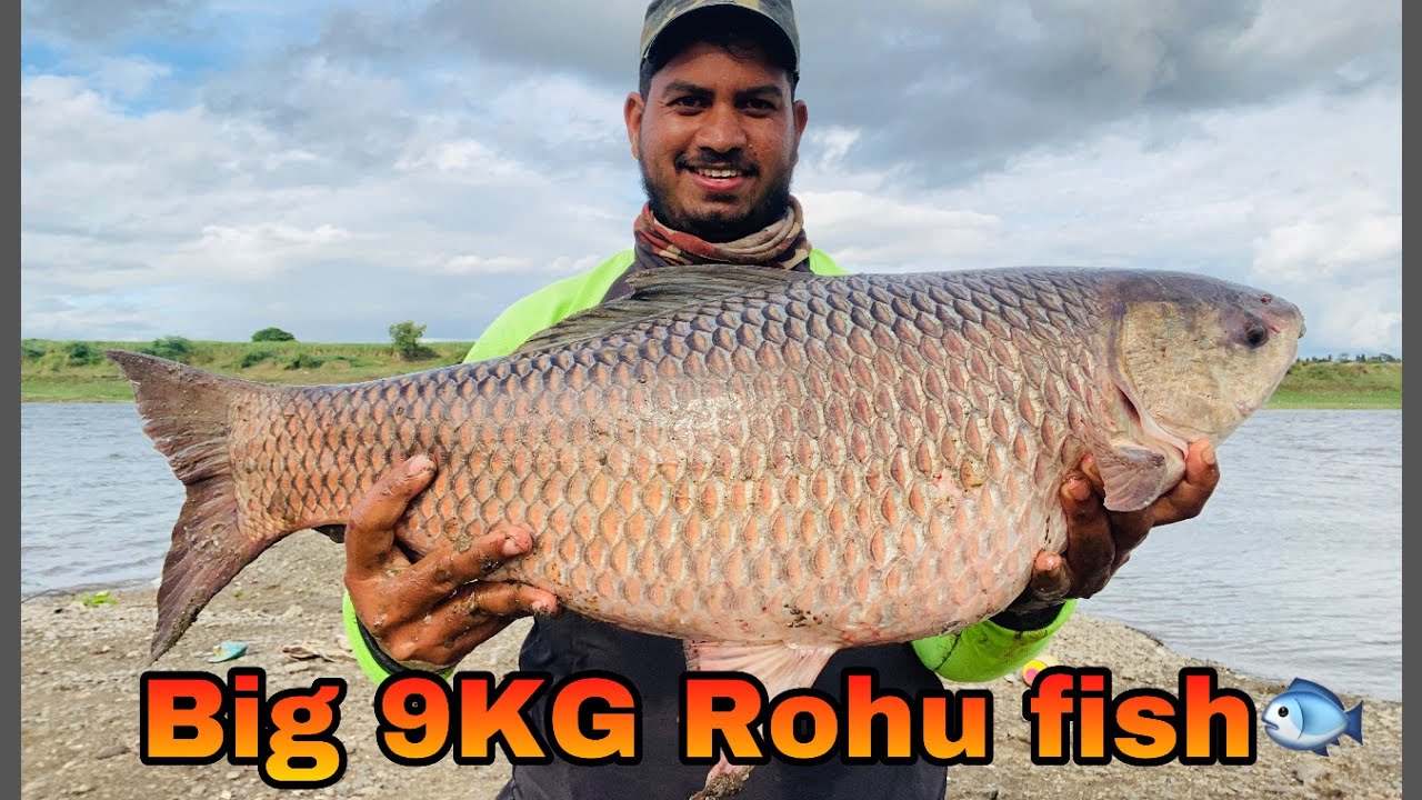 Rohu fish with special bait (Don’t miss) | रोहु मासा पकडला (महत्वाचा ...