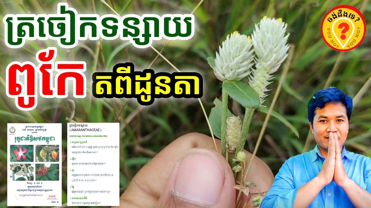 Khmer Traditional Medicine Advantages of White Grass Flower or Rabbit's Ear plants ស្មៅត្រចៀកទន្សាយ