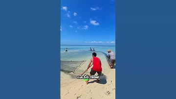 Phát hiện bầy cá dạt vào bờ biển #shorts