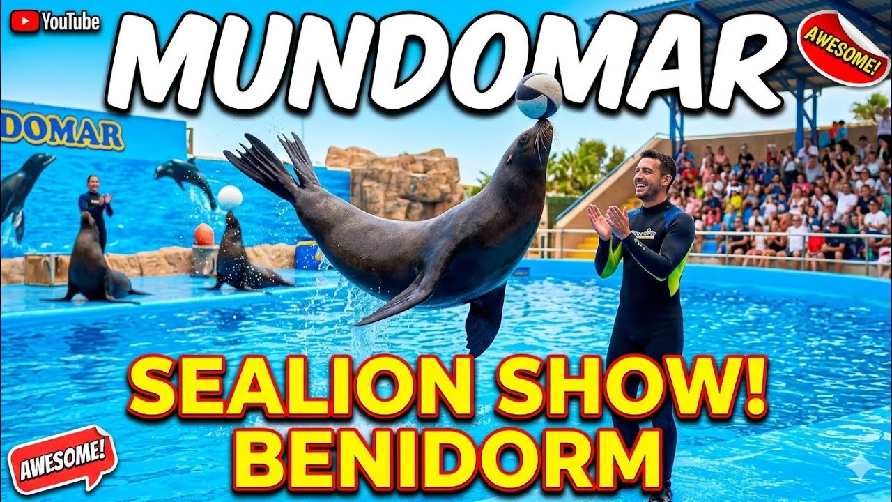 Sea lion show mundomar 4k 60fps
