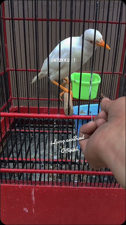 jalak kebo albino #kicauan #kicaumania #kicaumanianusantara #kicau #burung #birds #kicauannusantara