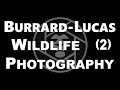 Burrard-Lucas (2) Will british photographer beetlecam camera traps wildlife animals africa