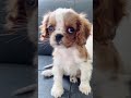Baby Cavalier King Charles Spaniel Baby Cavalier King Charles Spaniel
