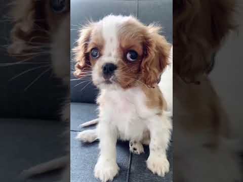 Video: Anjing Cavalier King Charles Spaniel Hypoallergenic, Kesihatan Dan Jangka Hayat