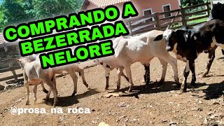 Cuidados Com Gado Recém Chegado Primeira Compra De Reposição