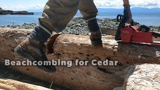 Beachcombing for Cedar - Scenes of Glory