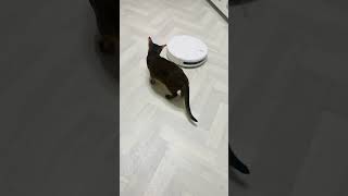 Абиссинская кошка и робот пылесос
