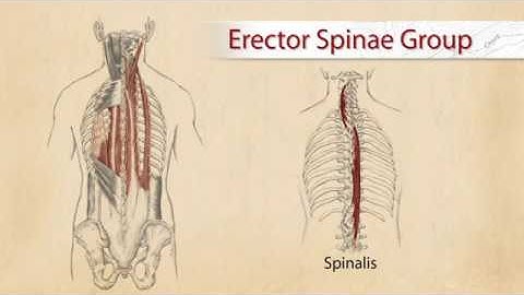 Erector Spinae Group  Palpation