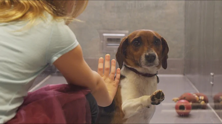 If this video about a shelter dog doesn't move you, check your pulse! - DayDayNews