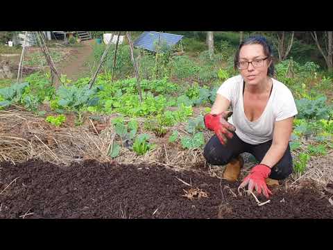 Video: Svampekompost til havearbejde - Hvad er svampekompost