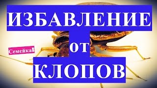 видео Как избавиться от клопов в домашних условиях? Быстро и самостоятельно