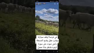 سبحان الله ️ (أَلَا بِذِكْرِ اللَّهِ تَطْمَئِنُّ الْقُلُوبُ)