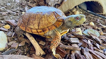 Box Turtle Unboxing! 2025
