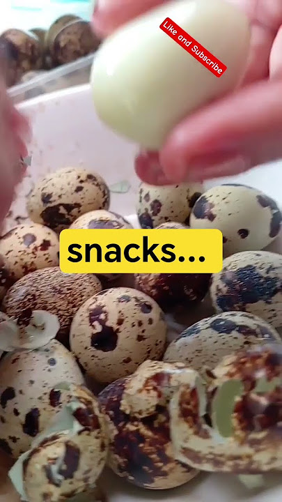 Download lagu # kwek. kwek #egg pugo# snacks