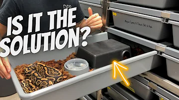 Why Is Your Ball Python Not Eating?